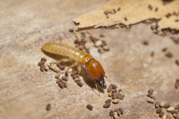 termite control