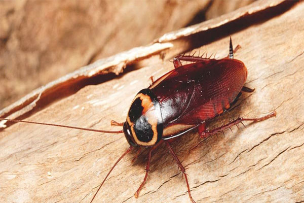 cockroach treatment